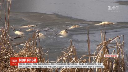 В реке на Черниговщине вымерла рыба