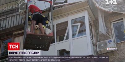 У Миколаєві рятувальники витягли лабрадора з-під завалів