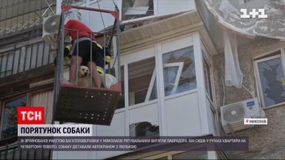 В Николаеве спасатели вытащили лабрадора из-под завалов