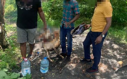 Во Львове иностранцы в парке зарезали козу и жарили ее на огне: фото