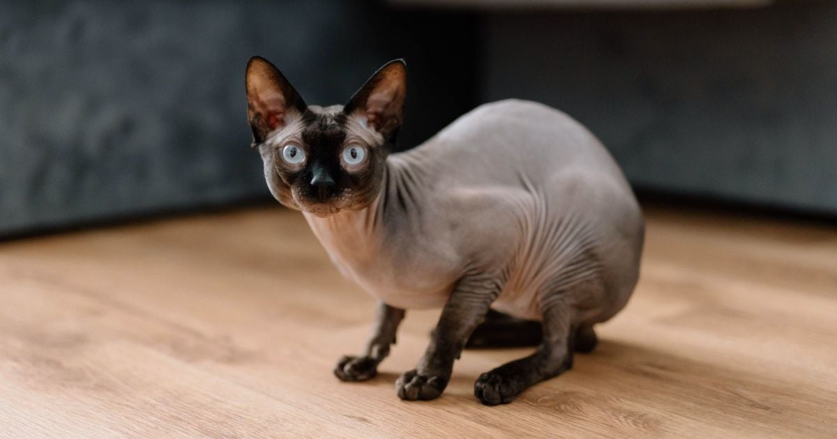 Кіт породи сфінкс