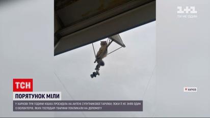 Новости Харькова: горожане вместе спасали домашнюю кошку, вылезшую на антенну спутниковой тарелки