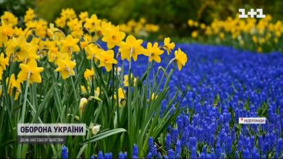 Нидерланды расцвели цветами украинского флага