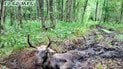 На Рівненщині копитного велетня врятували з "болотної пастки"