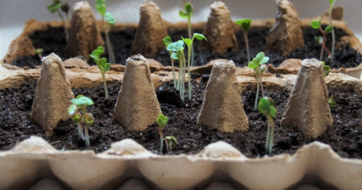 Как быстро прорастить семена