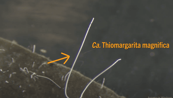 Бактерія T. magnifica / © скриншот