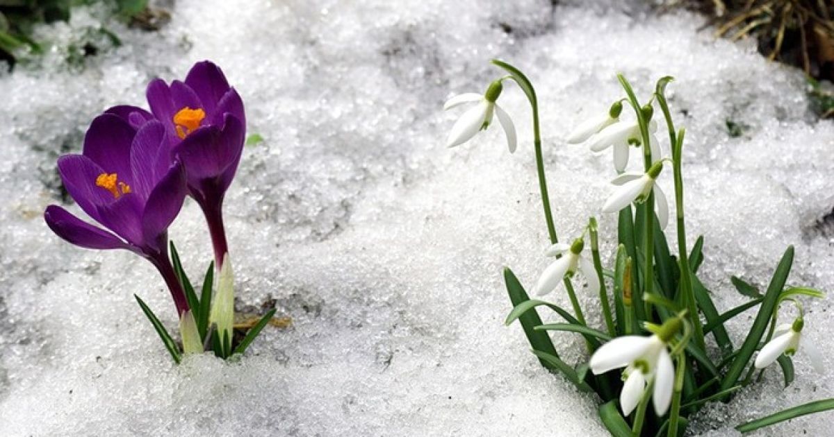 До України повернулася зима: 29 березня будуть сніг, сильний вітер і мороз до - 5°