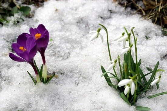 До України повернулася зима: 29 березня будуть сніг, сильний вітер і мороз до - 5°