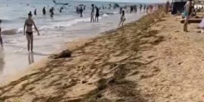 "Мертвые медузы и весь пляж в водорослях": туристы показали популярный курорт в Херсонской области (видео)