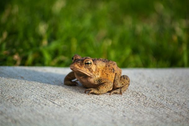 26 травня голосно кумкають жаби до дощових днів найближчим часом / © Unsplash