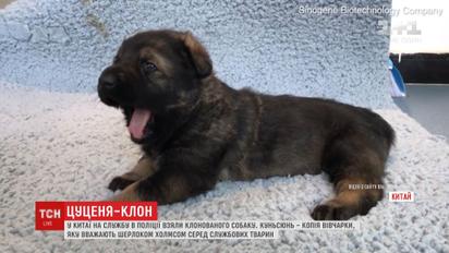 У Китаї клонували поліцейського собаку, якого називають Шерлоком Холмсом
