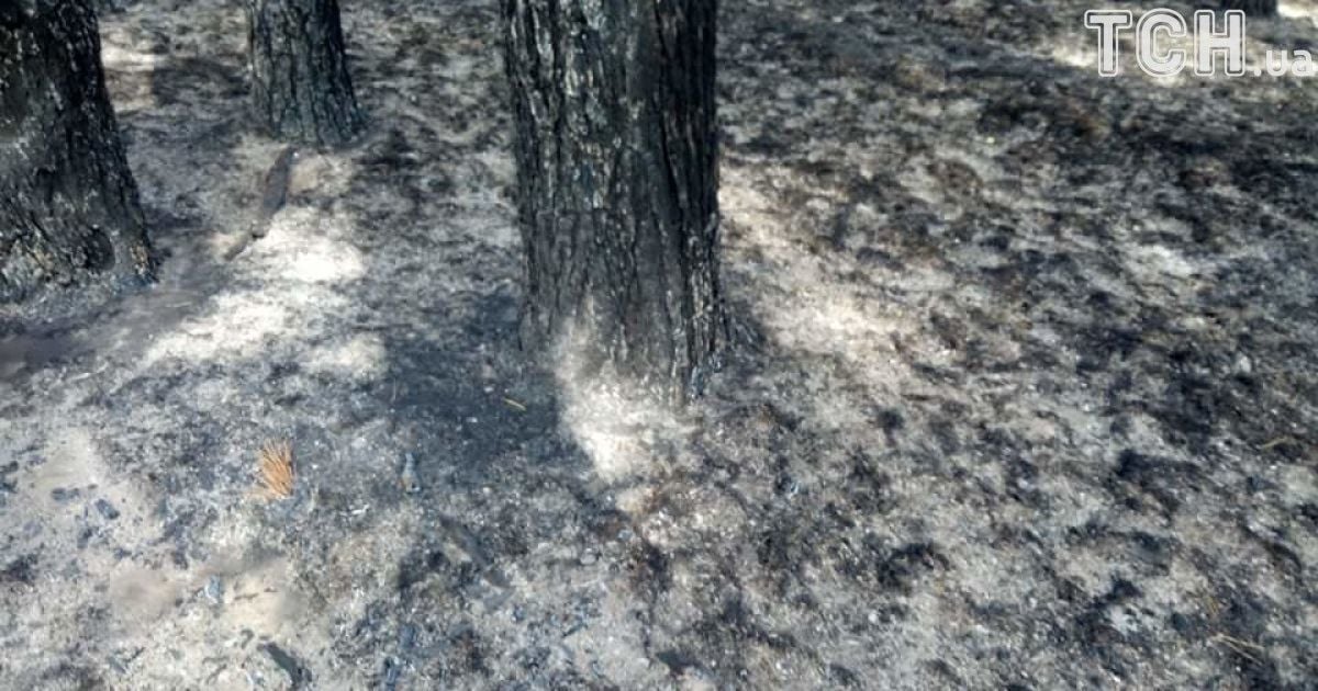 масштабна пожежа на харківщині 2_3 / © Кореспондент ТСН Мар'я Уманська