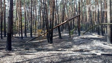 масштабна пожежа на харківщині 2_8 / © Кореспондент ТСН Мар'я Уманська