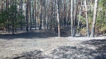 масштабна пожежа на харківщині 2_2 / © Кореспондент ТСН Мар'я Уманська