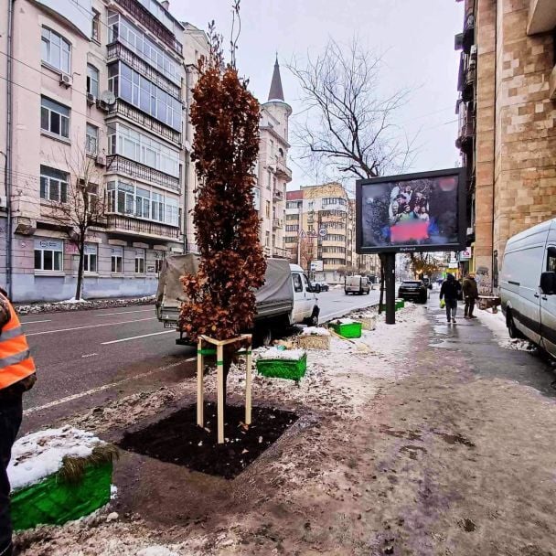 Дуб у пам’ять про загиблого Романа Ратушного / © Київзеленбуд