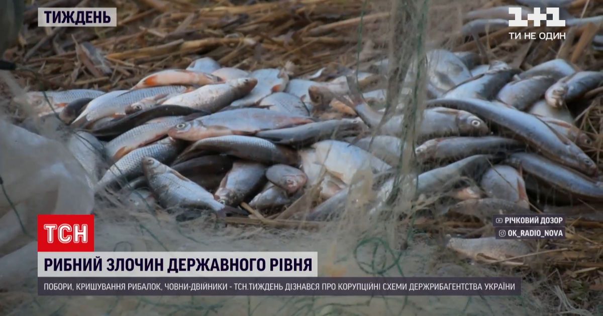 Новости недели: как среди украинского лимана появился ставок и почему браконьерство процветает