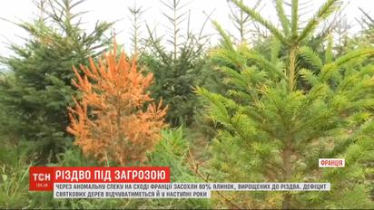 Рождество под угрозой: из-за жары во французском департаменте Вогезы засохли 80% елок