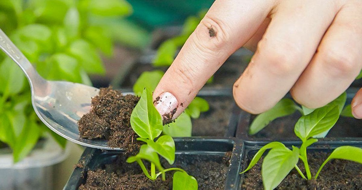 Як посіяти перець