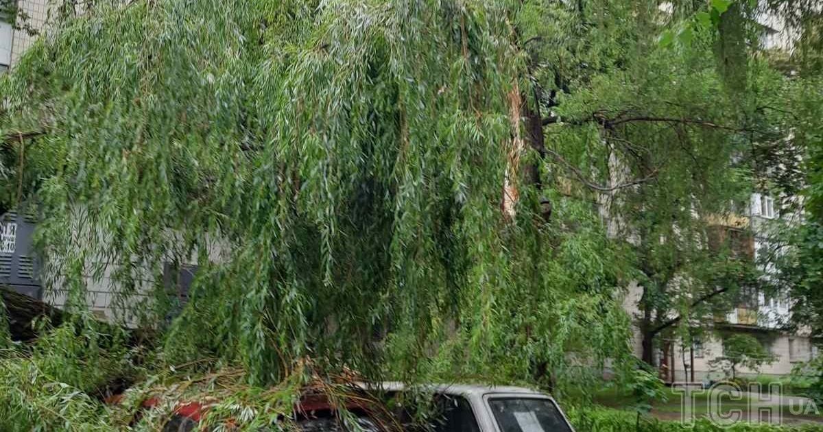 У Києві велика верба впала одразу на чотири автівки