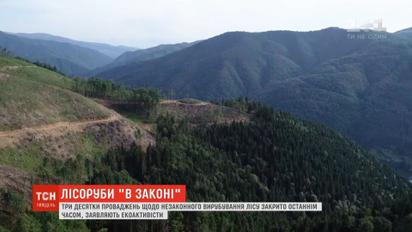 Из-за нового закона привлечь к ответственности "черных лесорубов" практически невозможно