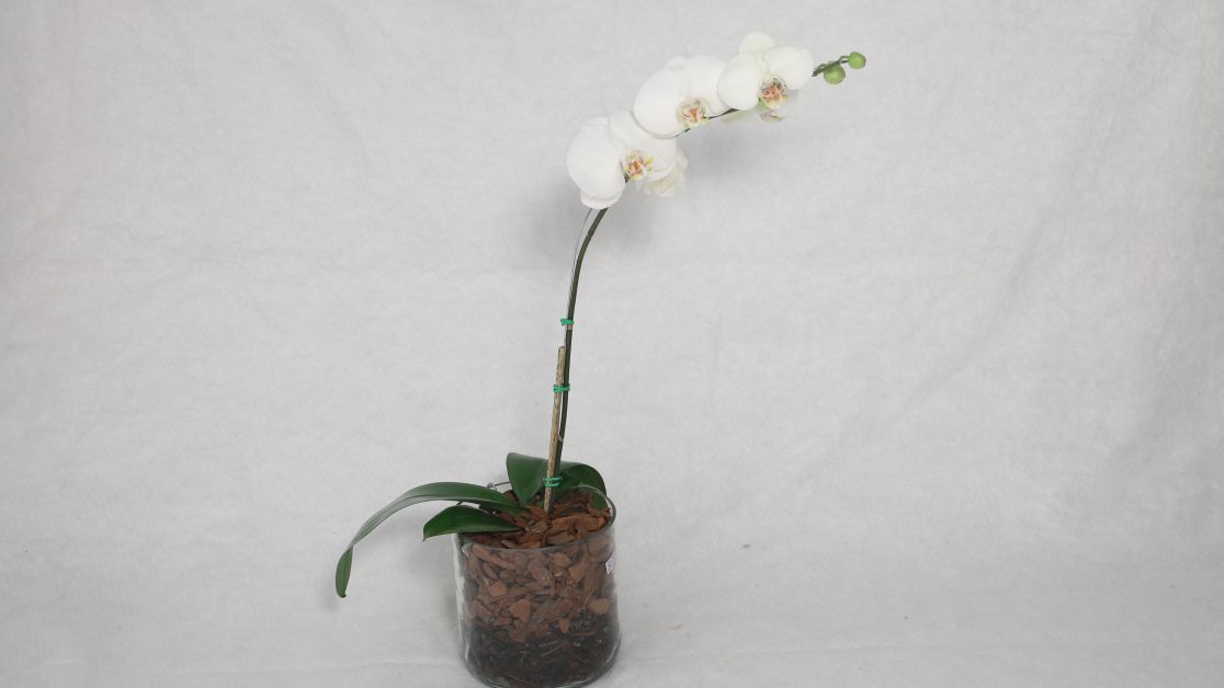 1. Карантин для орхидеи
