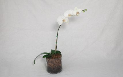 Как размножить орхидею в домашних условиях 4 способами
