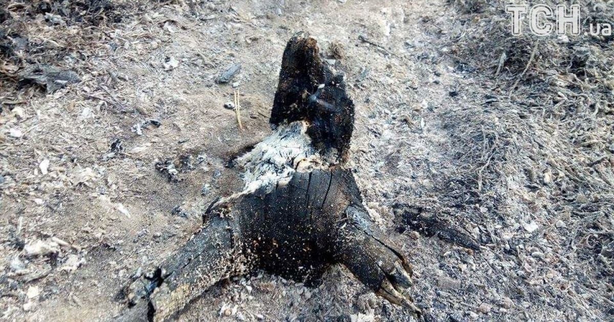 масштабна пожежа на харківщині 2_10 / © Кореспондент ТСН Мар'я Уманська