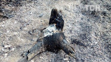 масштабна пожежа на харківщині 2_10 / © Кореспондент ТСН Мар'я Уманська