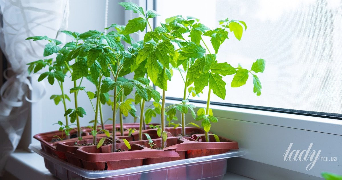 Якщо томати «витягнулися» — простий лайфгак, як врятувати ваш урожай