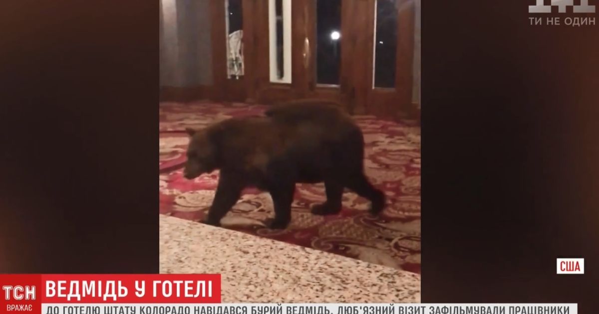 Визит бурого медведя в отель стал трендом соцсетей в США