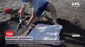 На одному з аргентинських пляжів люди врятували дельфінятко