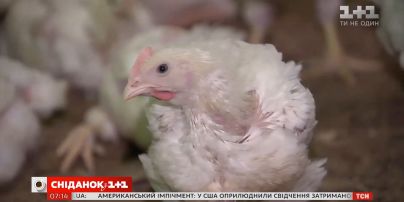 Украина стала одним из мировых лидеров по экспорту курятины - Экономические новости