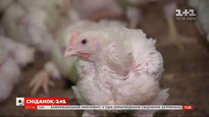 Украина стала одним из мировых лидеров по экспорту курятины - Экономические новости