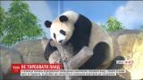 У заповіднику Китаю відвідувачам заборонили фотографуватись з пандами