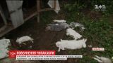 Возвращение чупакабры: на Прикарпатье неизвестный зверь снова поубивал кроликов
