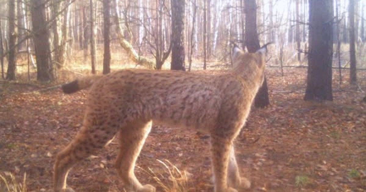 Рысь в Чернобыле