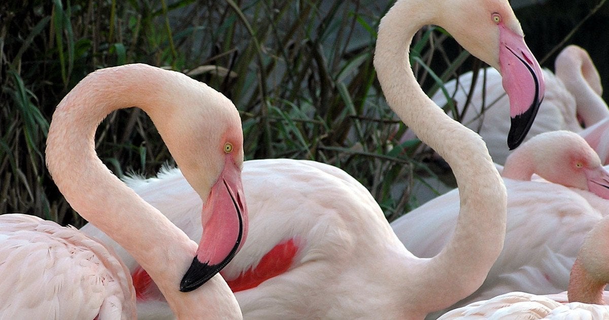 Фламінго