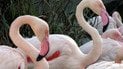 Фламінго