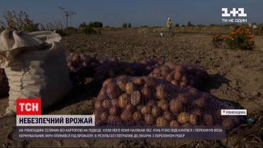 Новини України: селянина з Рівненської області причавило картоплею
