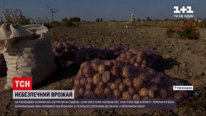 Новости Украины: селянина из Ровенской области придавило картофелем