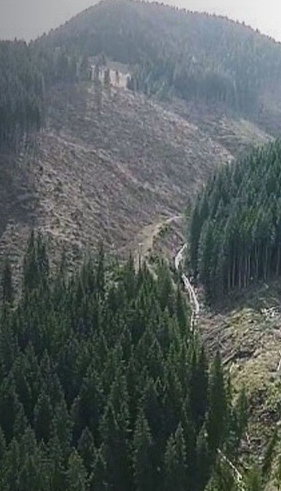 Преступная вырубка Карпатских гор: почему сотни людей пошли в лес против тяжелой техники и бензопил