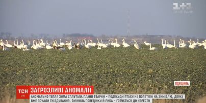 На півдні Одещини птахи не полетіли на зимівлю через аномально теплу зиму