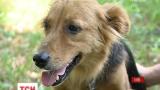 Історія українського "Хатіко": собака втекла із притулку і після 2 років повернулася до дому