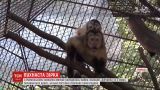 Маля мавп-капуцинів уперше народилось у зоопарку Румунії