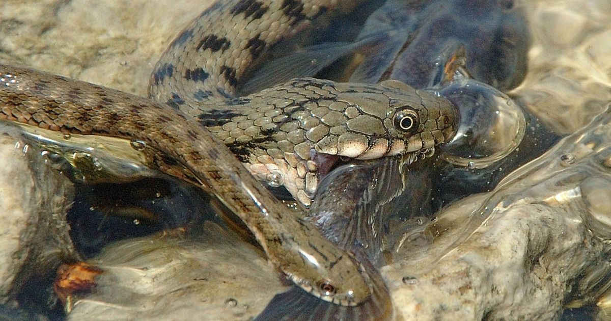 Dvoye Lyudej U Rivnenskij Oblasti Potrapili Do Reanimaciyi Cherez Ukusi Zmij Ukrayina Tsn Ua