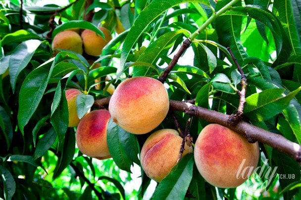 Персик / © Associated Press