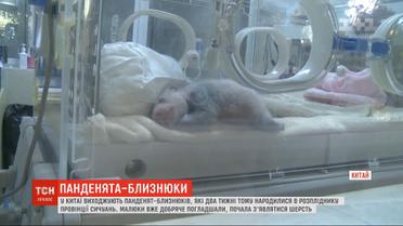 В Сычуани зоологи выхаживают панд-близнецов, которые родились 2 недели назад