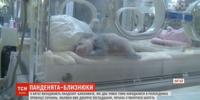 В Сычуани зоологи выхаживают панд-близнецов, которые родились 2 недели назад