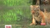В Одеському зоопарку пара рідкісних амурських тигрів вивела двох тигренят на оглядини