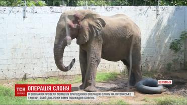 В зоопарке Колумбии провели успешную операцию слону